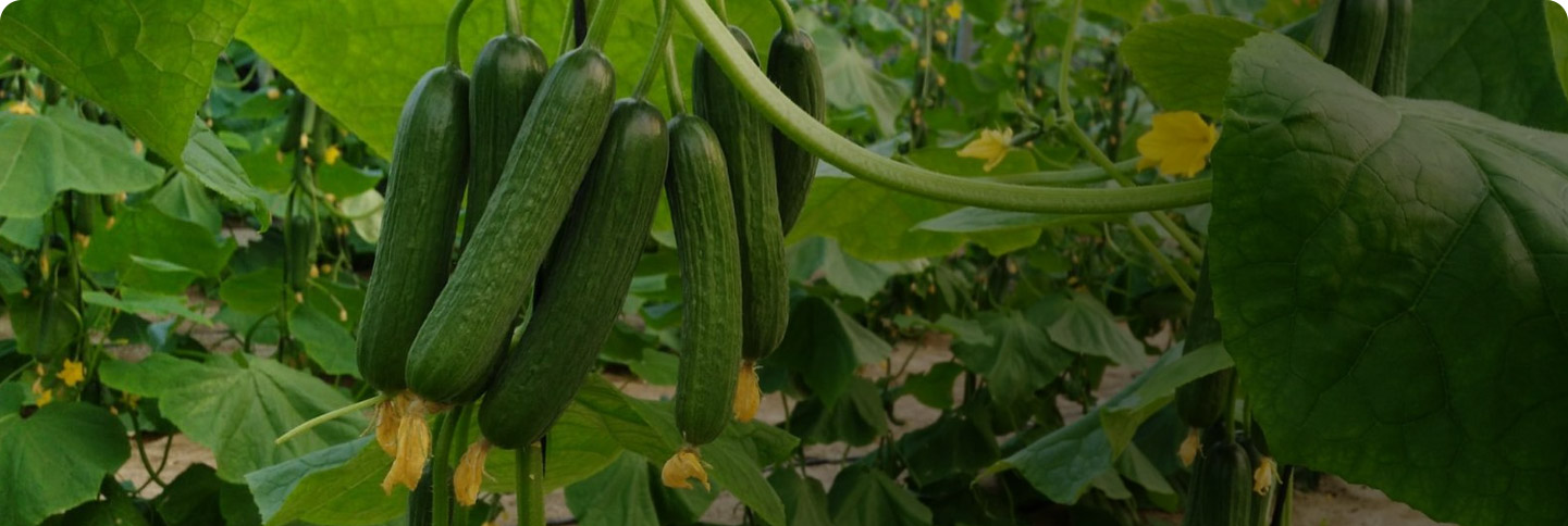 ICA EXPORT IMPORT S.L.