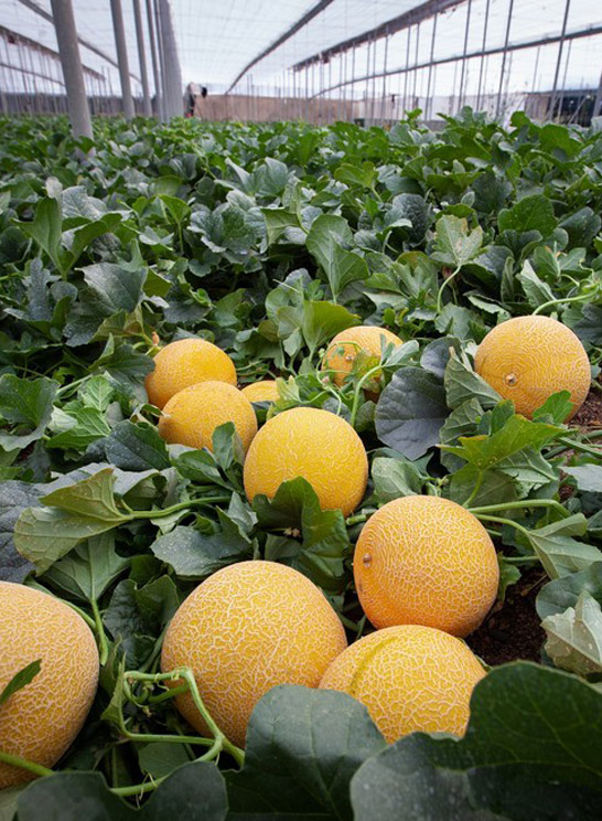 Producción propia en fincas de invernadero.