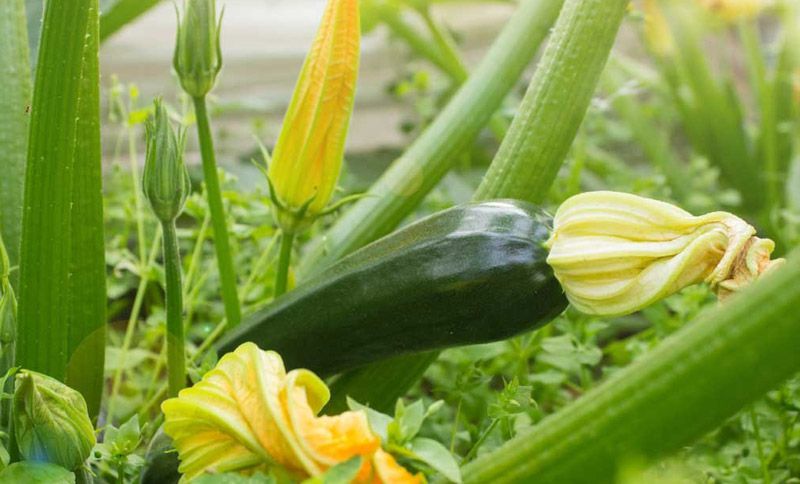Calabacín